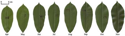 Leaf-age and petiole biomass play significant roles in leaf scaling theory